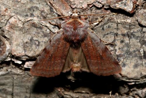 Cerastis rubricosa
